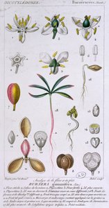 Bursera Gummifera, gegraveerd door Rebel ca. 1810-20 door Pierre Jean Francois Turpin